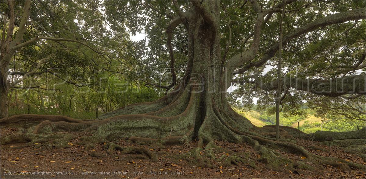 Peter Bellingham Photography Norfolk Island Banyan - NSW T (PBH4 00 12041)